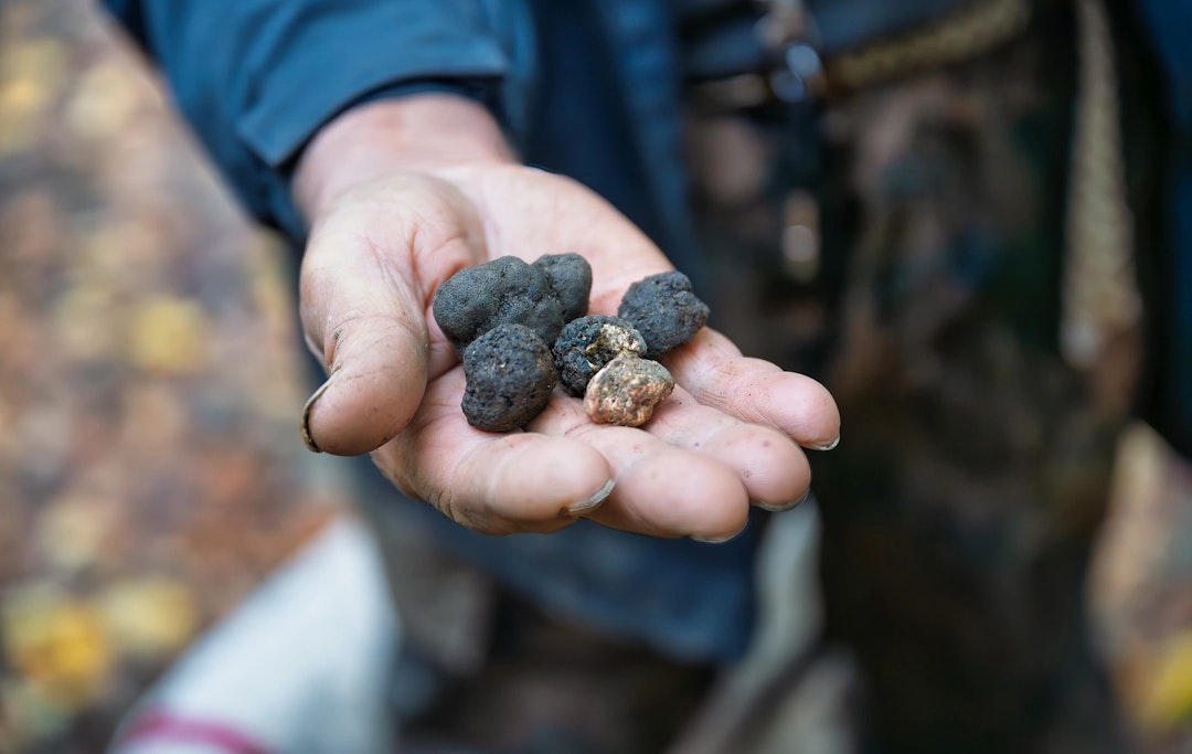 Tuscany Truffle Hunt with Lunch & Wine Experience Tuscany Truffle Hunt with Lunch & Wine Experience