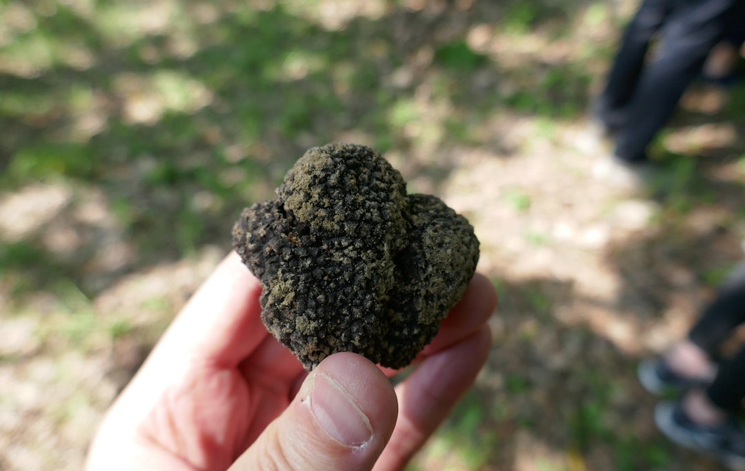 Milan Day Trip: Truffle Hunting in Langhe Region Milan Day Trip: Truffle Hunting in Langhe Region