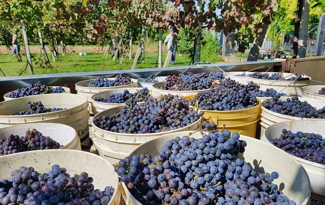 Dolomites: Red Wine and Cheese Tasting Dolomites: Red Wine and Cheese Tasting