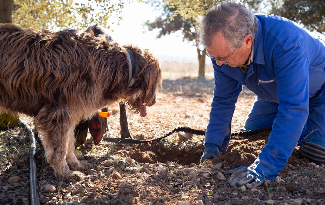 Langhe: Private Truffle Hunt from Alba with Driver Langhe: Private Truffle Hunt from Alba with Driver