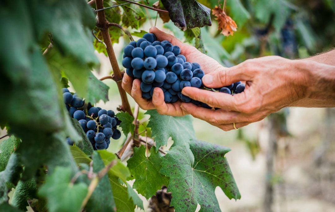 Langhe: Barolo Vineyards & Wineries Private Tour with Driver Langhe: Barolo Vineyards & Wineries Private Tour with Driver